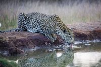 Luipaard in Krugerpark in Zuid-Afrika