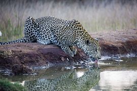 Leopard in Krugerpark in South Africa by HansKl