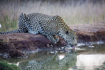 Luipaard in Krugerpark in Zuid-Afrika