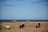 IJslandse paarden met verschillende kleuren van Elisa in Iceland thumbnail