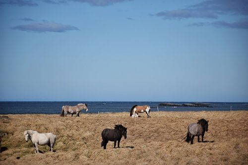IJslandse paarden met verschillende kleuren