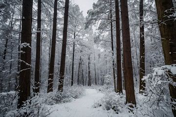 Prachtig winters boslandschap met sneeuw van De Muurdecoratie