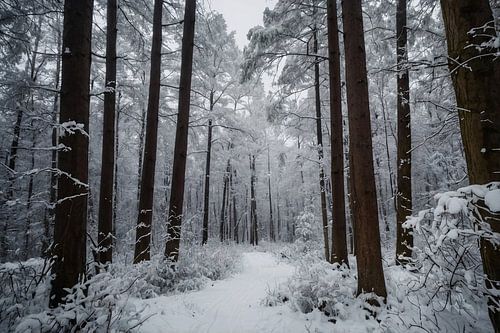 Prachtig winters boslandschap met sneeuw