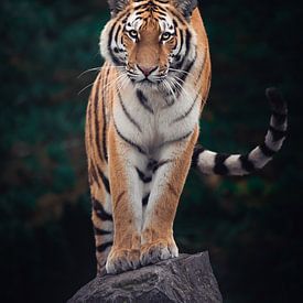 Tiger Stance van Jesper Stegers