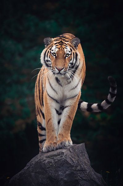 Tiger-Stellung von Jesper Stegers
