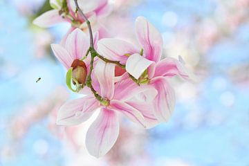 Magnolia by Jeannette Penris