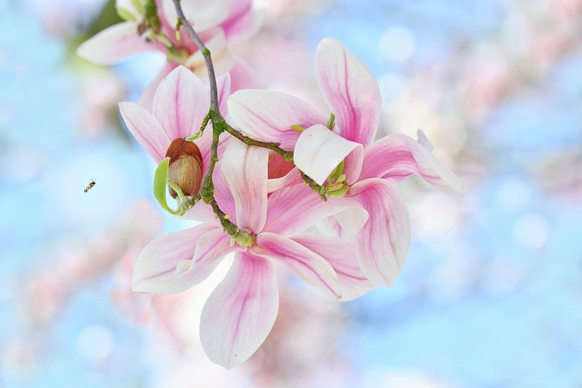 Magnolia by Jeannette Penris