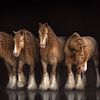 vier keer hetzelfde paard | paardenfotografie | gypsy horse van Laura Dijkslag