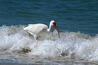 Florida White Ibis In The Surf - Witte Ibis in de branding