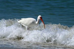 Florida White Ibis In The Surf - Weißer Ibis in der Brandung