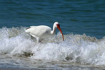 Florida White Ibis In The Surf - Witte Ibis in de branding van Christiane Schulze