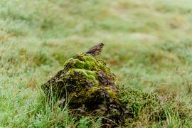 Bird by Myrthe Vlasveld