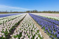 Blumenzwiebelfeld mit den blauen und weißen Hyazinthen in Holland von Ben Schonewille Miniaturansicht