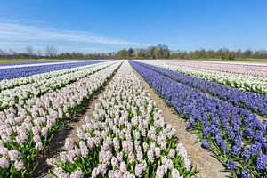 Blumenzwiebelfeld mit den blauen und weißen Hyazinthen in Holland