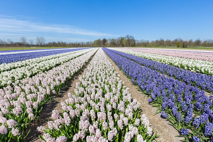 Blumenzwiebelfeld mit den blauen und weißen Hyazinthen in Holland von Ben Schonewille