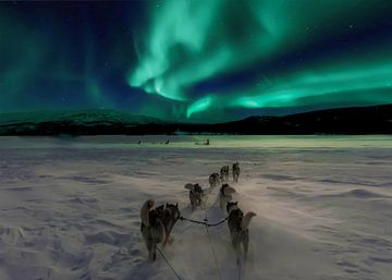 Noorderlicht husky honden van Steven Kingsbury