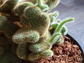 Kamerplant: SciFi Cactus 1-8 van MoArt (Maurice Heuts) thumbnail