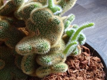 Kamerplant: SciFi Cactus 1-8