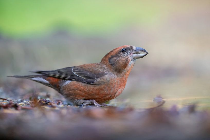 Crossbill by Aalt van Tongeren