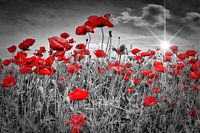 Idyllic Field of Poppies with Sun