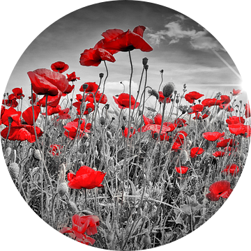 Idyllisch klaprozenveld | colorkey