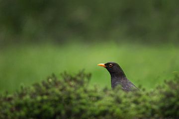 Minimalistische Skulptur einer Amsel von Gerben De Schuiteneer