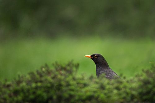 Minimalist image of a blackbird