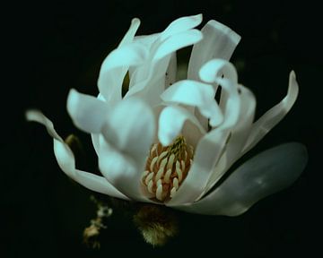 magnolia sur Saskia Schotanus