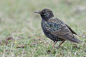 Star ( Sturnus vulgaris ), wunderschöner und bekannter Singvogel, sitzt auf einer Wiese im Gras, sei