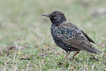 Common Starling ( Sturnus vulgaris ) in winter, beautiful and typical songbird, sitting / standing i
