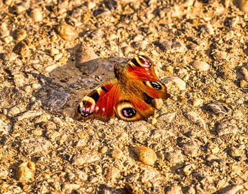 Tagpfauenauge im Sonnenlicht – Farbenpracht der Natur im Detail
