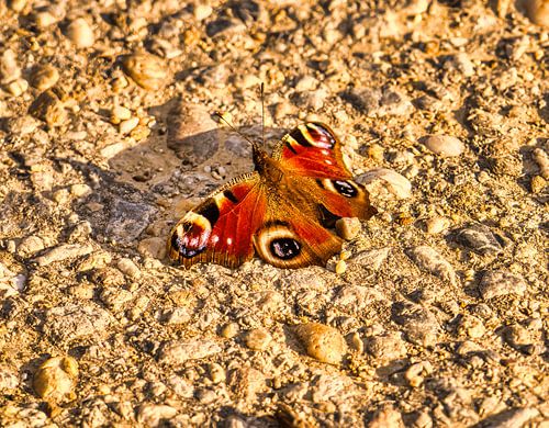Tagpfauenauge im Sonnenlicht – Farbenpracht der Natur im Detail
