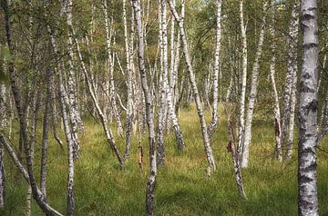 Birches by Iris Heuer