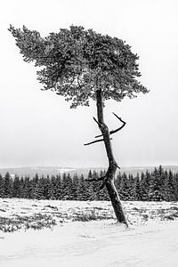 Winterwächter