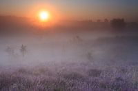 Sonnenaufgang bei The Quin, NP de Maasduinen