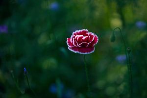 Coquelicot rouge avec bord blanc