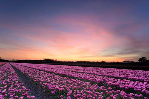 Bollenveld bij zonsondergang