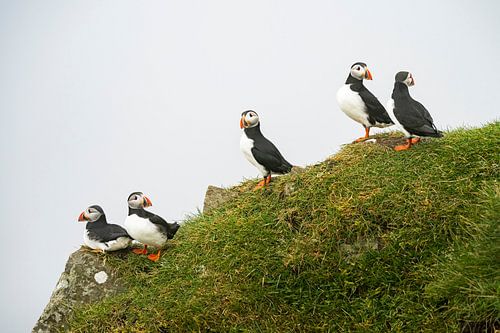 Papegaaiduikers op de uitkijk.
