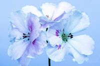 Geraniums