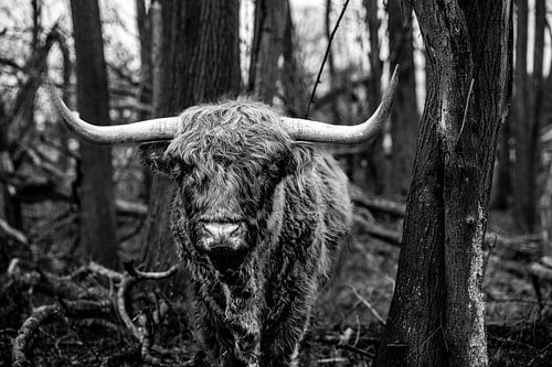 Forêt de Highlanders écossais