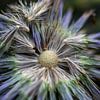 Kugeldistel-Explosion von Annette Schoof