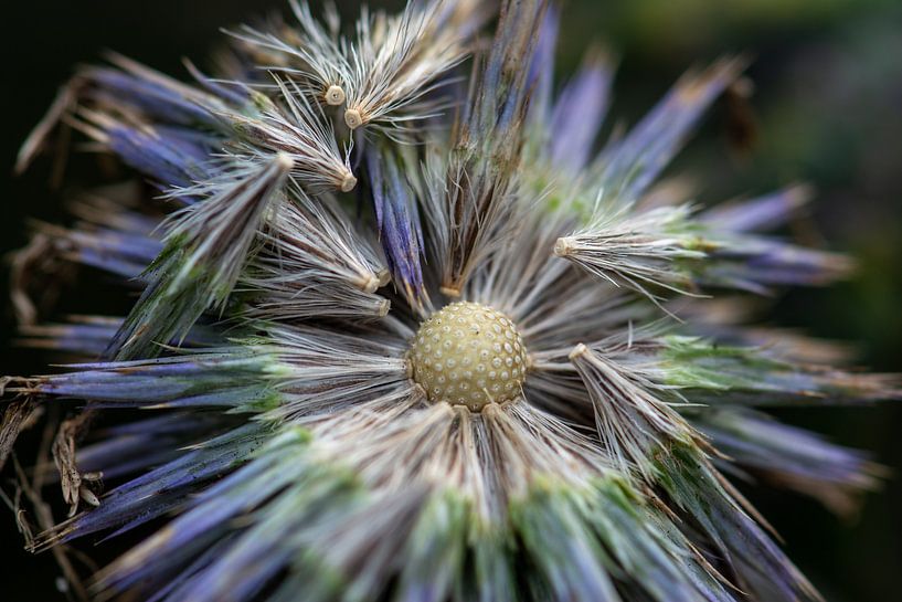 ball thistle explosion by Annette Schoof