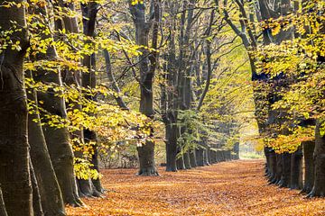 L'automne hollandais ! Splendeur colorée sur la crête de la colline d'Utrecht sur Peter Haastrecht, van