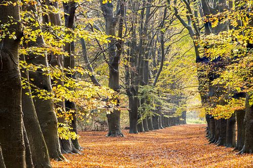L'automne hollandais ! Splendeur colorée sur la crête de la colline d'Utrecht