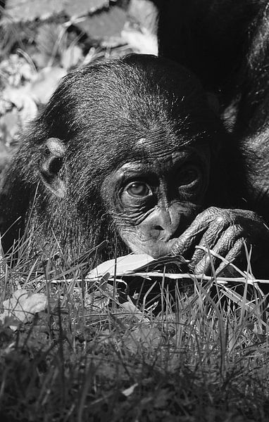 Baby chimpansee in zwart wit  van Sandra de Moree