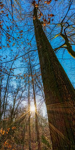 Coucher de soleil entre les arbres