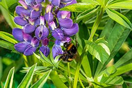 Bourdon sur une fleur de lupia