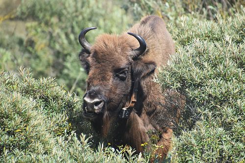 European bison in the Kraansvlak near Zandvoort