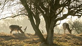 Herten van de AWD by Dirk van Egmond