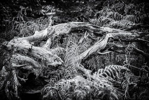 Vieux tronc d'arbre